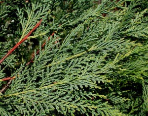 leyland_cypress_tree_l_lg